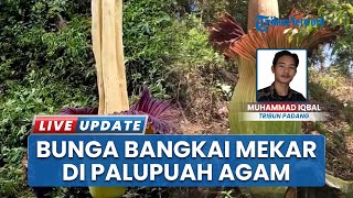 Bunga Bangkai Raksasa Mekar Tinggi Menjulang di Palupuah Agam, Warga Geger: 6 Kali Muncul di 2025