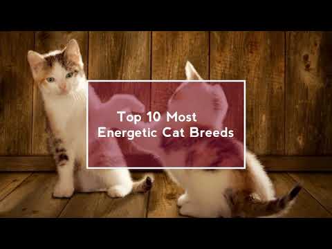 Top 10 Most Energetic Cat Breeds