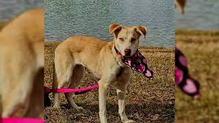 Video preview image #1 Siberian Husky-Unknown Mix Puppy For Sale in Cookeville, TN, USA