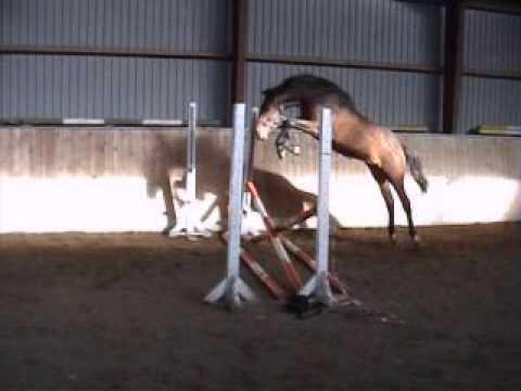 Diarado stallion 1 generation offspring