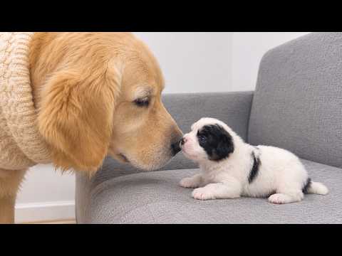 YouTube 썸네일