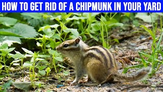 How to Get Rid of a Chipmunk in Your Yard: Simple Methods