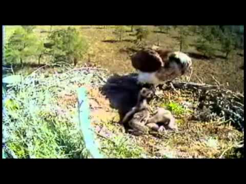 LG Ospreys 02-06-2011 - Fight