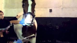 preview picture of video 'equine dentistry'