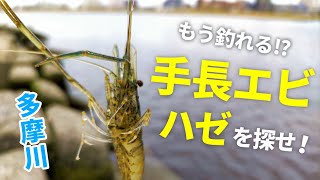 延べ竿仕掛けで〇〇〇落ちパク！ハゼとテナガエビを探して釣り調査【多摩川】