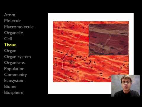 生命のヒエラルキー (The Hierarchy of Life)