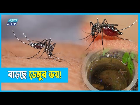 রাজধানী: বৃষ্টিতে বাড়ছে ডেঙ্গুর ঝুঁকি!