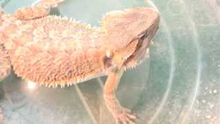 An Easier Way To Feed A Bearded Dragon Live Insects