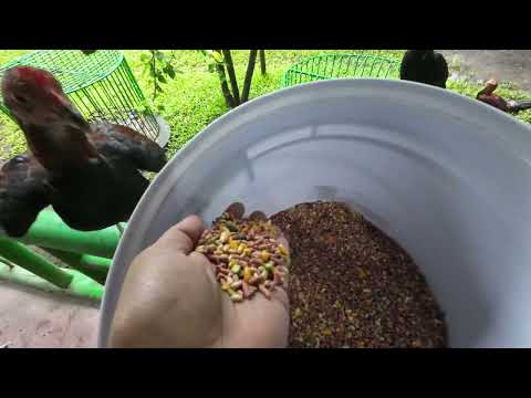 Kelso x Sweater x Mclean Hatch Firebird the Best