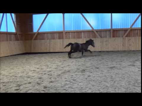 Hannoveraner Springpferd