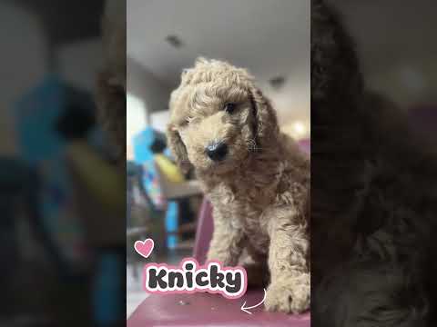Thumbnail for Knicky's video