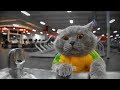 New Ultimate Aaron 039 s Animal 039 s Video comp New Ultimate Aaron 039 s Animal 039 s Video comp
