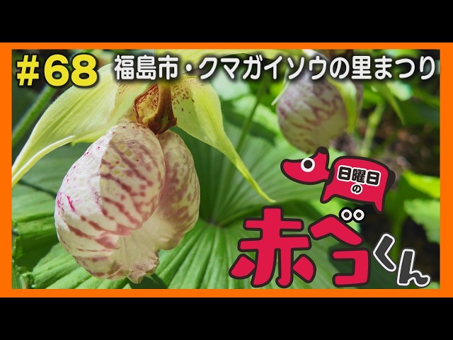 福島市・クマガイソウの里まつり「日曜日の赤ベコくん」＃68