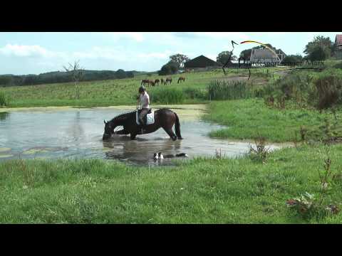 Fokus *2010 www.pferdesportservice.de- teich