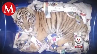 Hallan un cachorro de tigre de bengala en empresa de paquetería