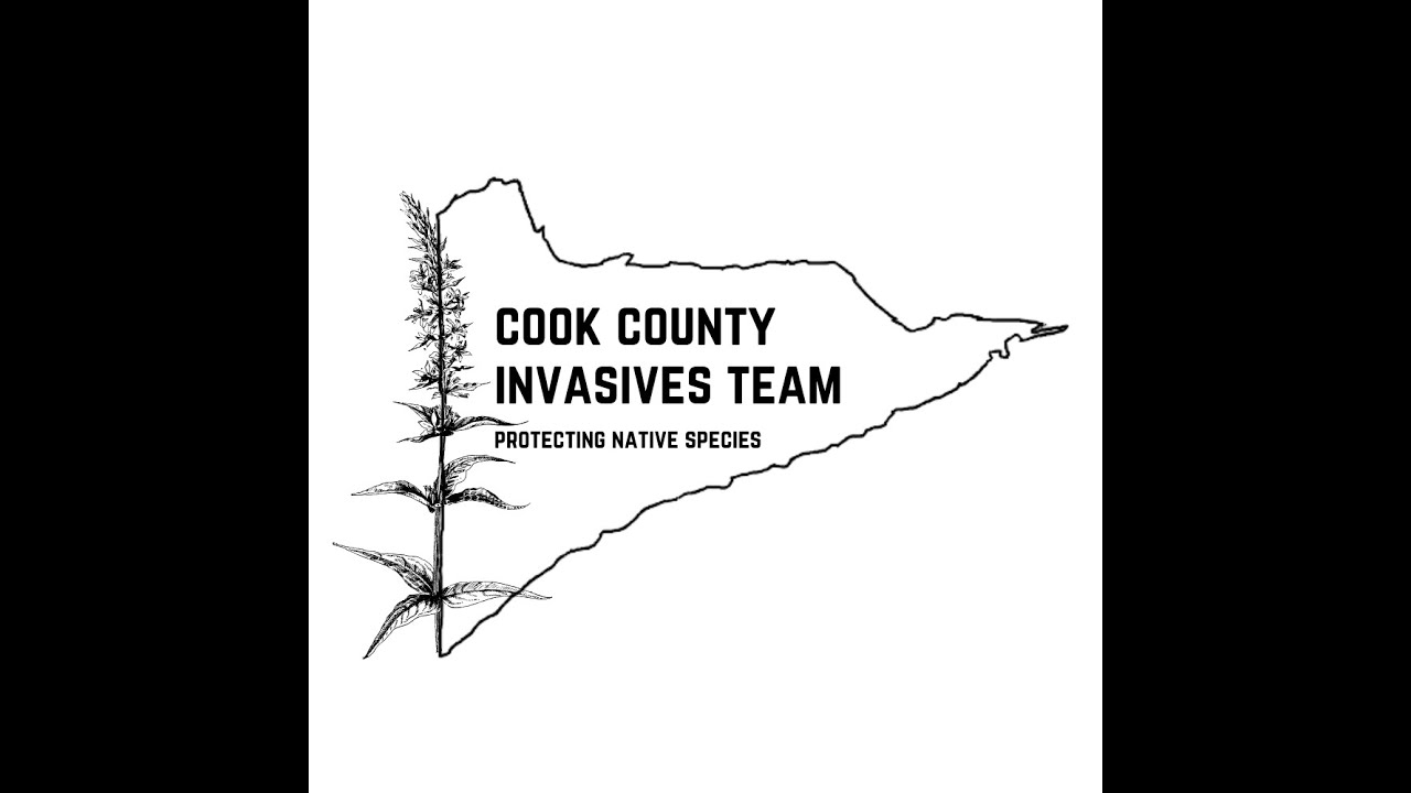 Invasive Terrestrial Plants on Gunflint Trail: Identification, Management, and Planting Responsibly