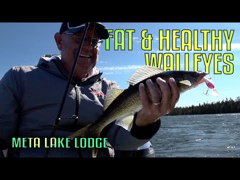 Epic Walleye Action in Ontario: Meta Lake Lodge Outpost Fishing | Fisherman's Digest
