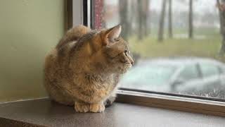 What is SBARC | South Bend Animal Resource Center