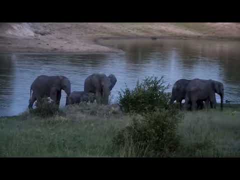 Djuma: Small group of Elephants get quick drink at dam-glimpse of Hyena on wall - 19:03 - 01/18/2023