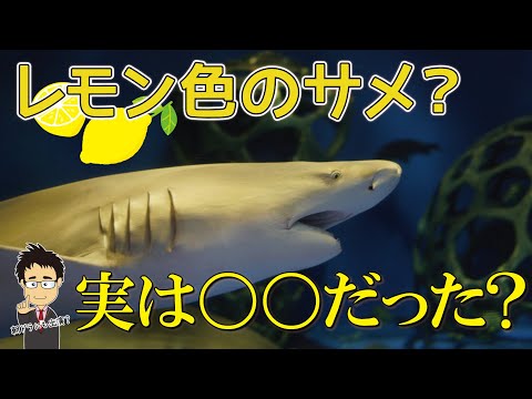 Coregonus oxyrinchusについて詳しく解説