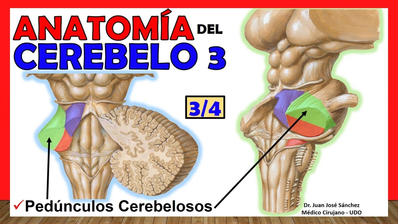 🥇 Anatomía del CEREBELO 3/4. (Pedúnculos Cerebelosos) ¡Explicación Sencilla!