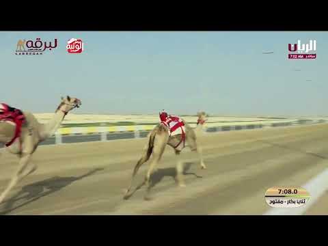 ش 7 (هبايب) لـ هجن الشحانية 12:14:57  ، مهرجان ختامي الشحانية 2026/04/26 ثنايا