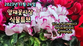 갑자기 확 추워진 날 어떤 식물들이 꽃시장에 입고가 되었는지 랜선으로 함께 보러가시죠~    #양재꽃시장 #…