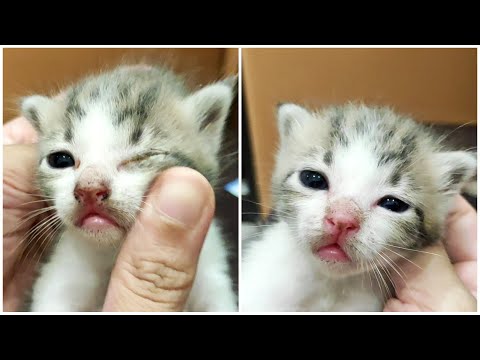 I'm cleaning my cats face |#catVlog 43