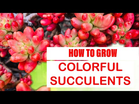 image-Are there colorful succulents?