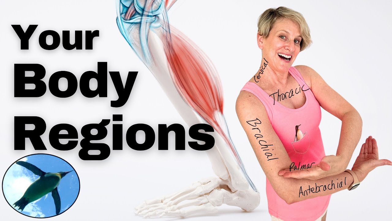 Body Regions Made EASY! | A&P Basics 🐧🕺🏃🏼‍♀️
