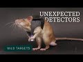 How To Train Giant Rats To Fight Wildlife Trafficking Wild Targets