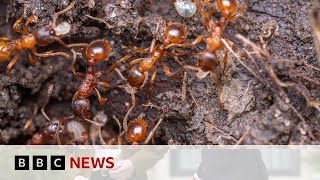 Invasive species of ants will cost Australians more than $22bn if left to run rampant | BBC News