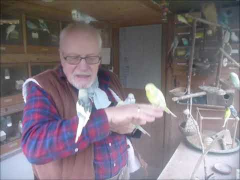 2019 11 18 Der Wellifluestererfilm des Tages