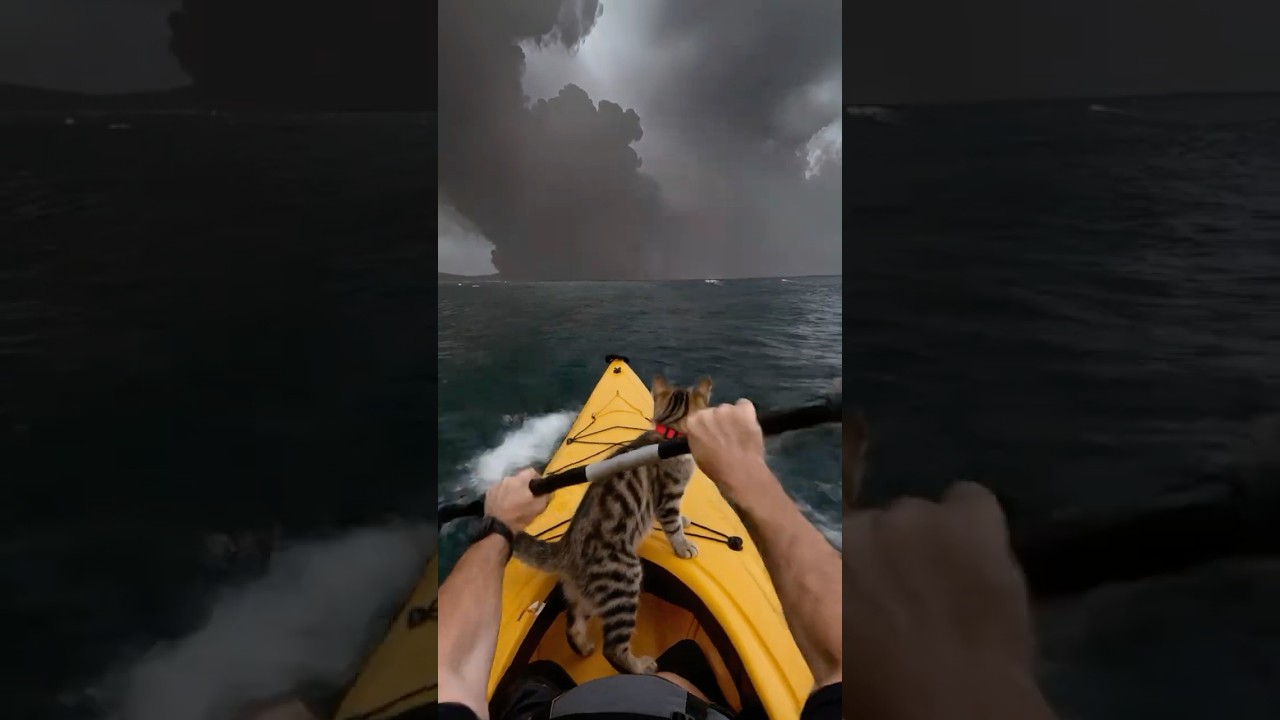 Save the kitten… My friend rescued it from a volcano. #shorts #kitten #rescue