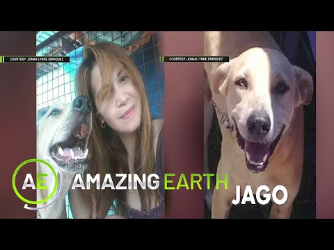 Amazing Earth: Meet the hero dog that gives his life for his owner!