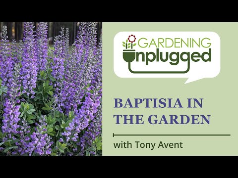 園芸 インディゴルピナス、Baptisia australis