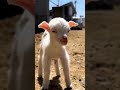 Beautiful Goat Bakri Ka Bacha Shortvideo Youtubeshorts Youtubeshorts Viralvideo2022