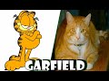 Garfield Garfield Move Garfield Sinhala Cartoon Garfield In Real Life