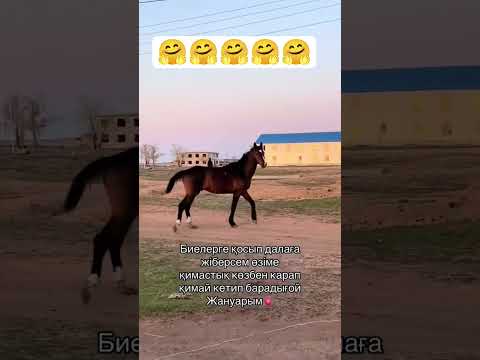 Ееех жануар адал ғой