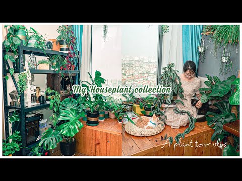 , title : '#32 A Peaceful Plant Tour 🌿 My 30+ Indoor Houseplant Collection 2021'