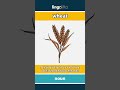 wheat (noun) - definition and usage in English