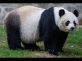 Giant Panda Sound Effects 🐼 🔊