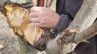 Intreținerea pomilor după altoire