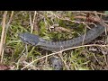 Gladde Slang Smooth Snake Coronella Austriaca