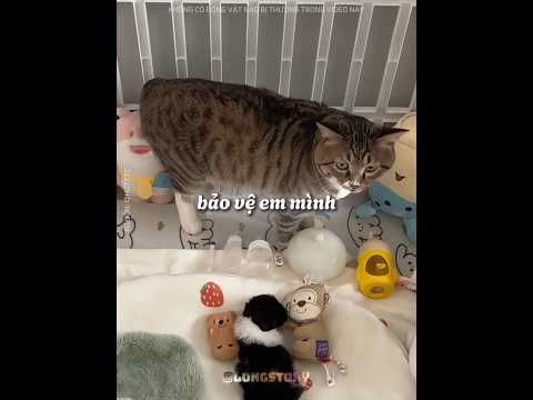 Chú chó này đã bị MẸ bỏ rơi trên LỀ ĐƯỜNG ❤️‍🩹 🐶 #shorts