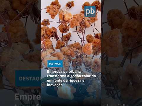 Empresa paraibana transforma algodão colorido em fonte de riqueza e inovação