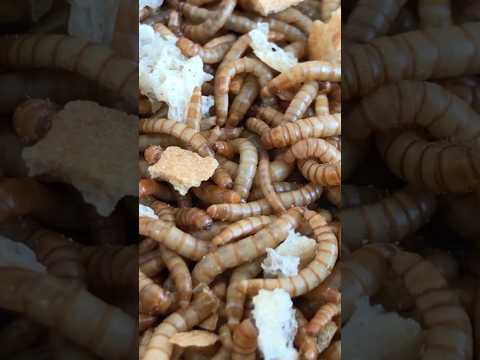Breeding Mealworms Explained in 60 Seconds