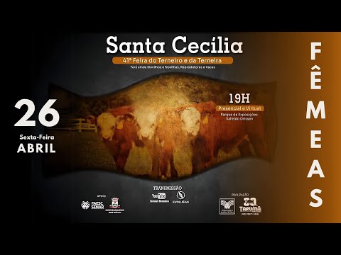 Leilão AO VIVO - Santa Cecília 26/04/2024 | Tarumã Remates