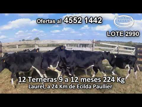 Lote 12 Terneras 12 HO 224 Kgkg -  en Laurel, a 24 Km de Ecilda Paullier