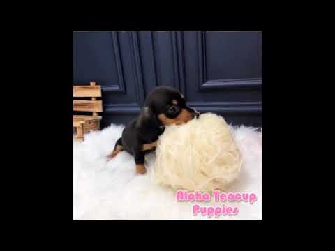 Toy Mini Dachshund Puppies For Sale - Tank